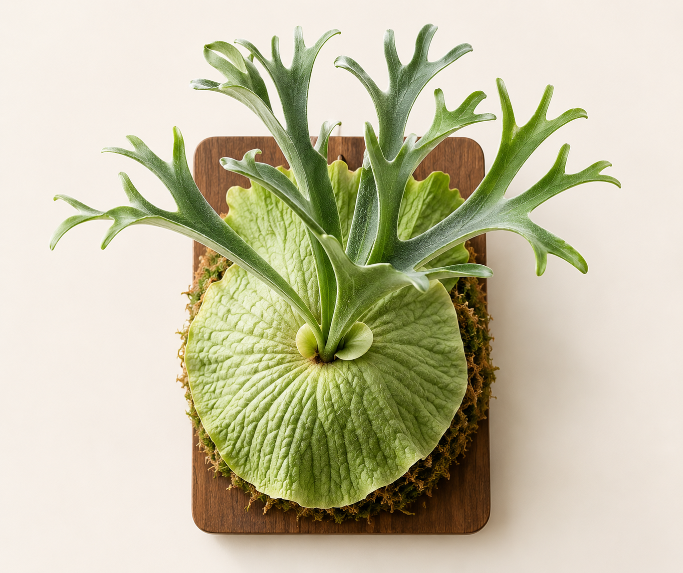 板付けで壁に飾られたビカクシダ（コウモリラン）。緑の貯水葉と鹿の角のような胞子葉が広がる一点物の株。